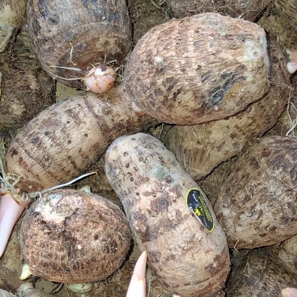 Taro